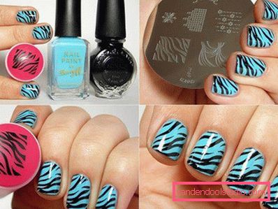 zebra design zebra design