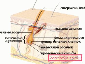 'Строение Struktura vlasů